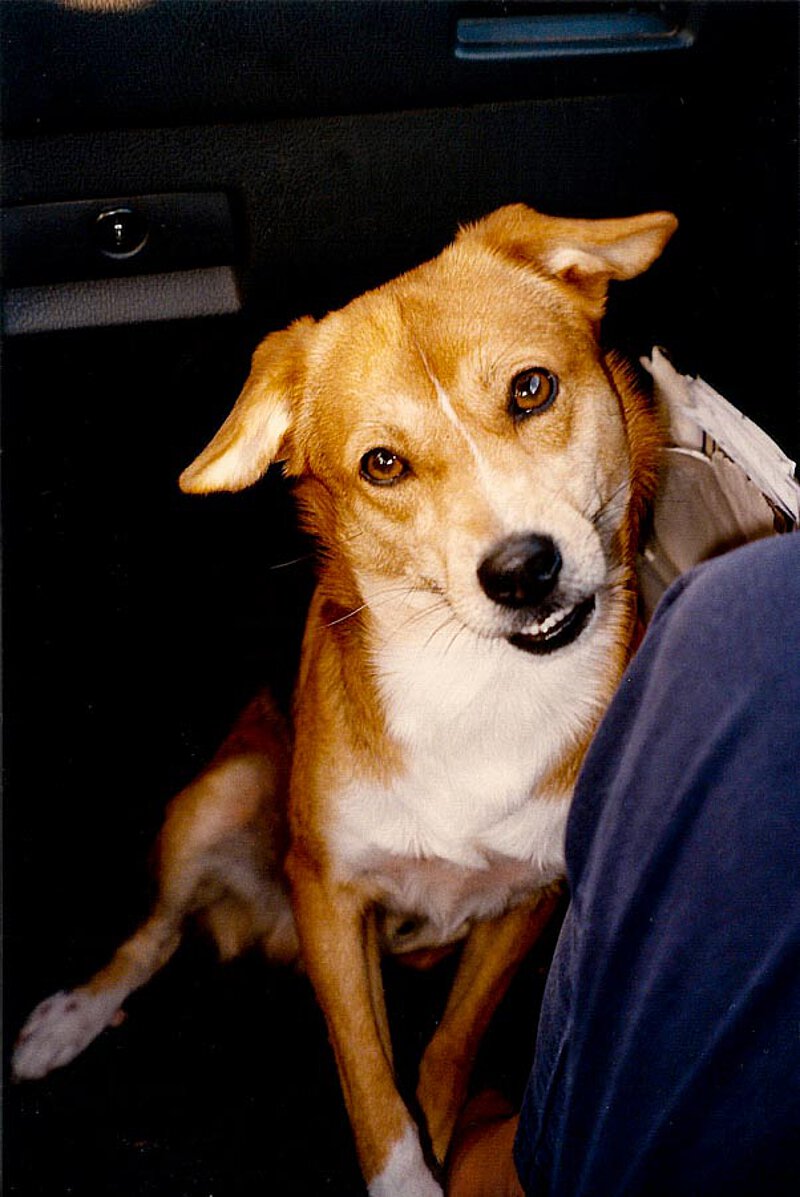 Fausto Moronis Hund Svegliarino beim Autofahren, 1995
