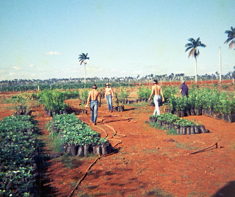 Bei der Feldarbeit auf Kuba, 1969
