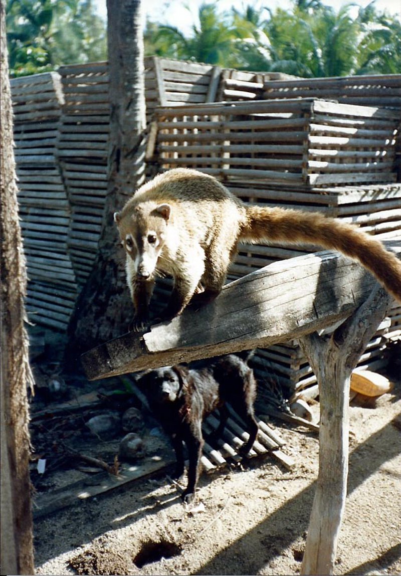 Nasenbär in Belize, 1989