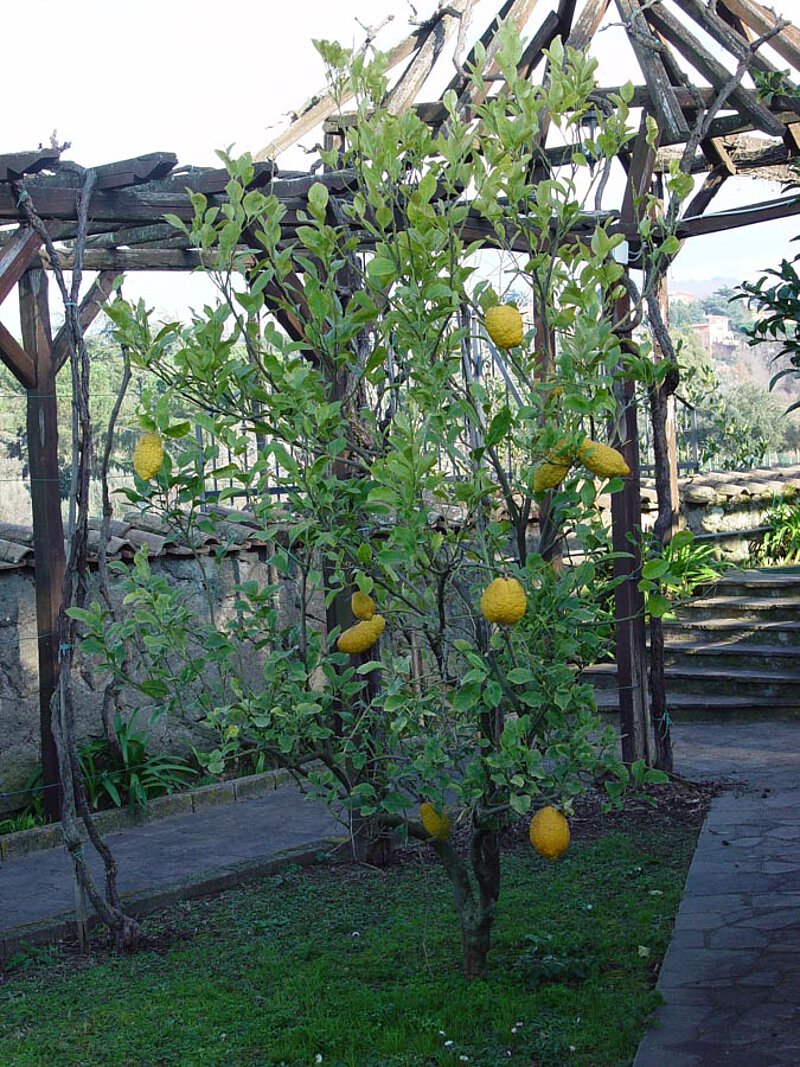 Im Garten von La Leprara, 2009