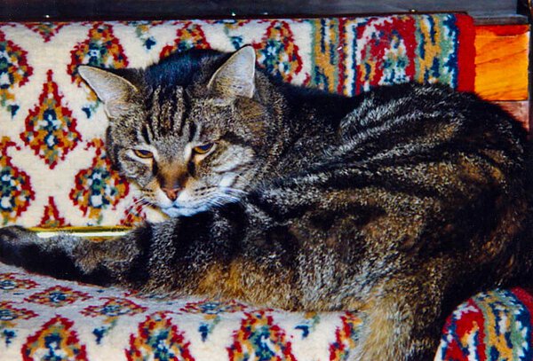 Kater Fumo auf La Leprara, 2006