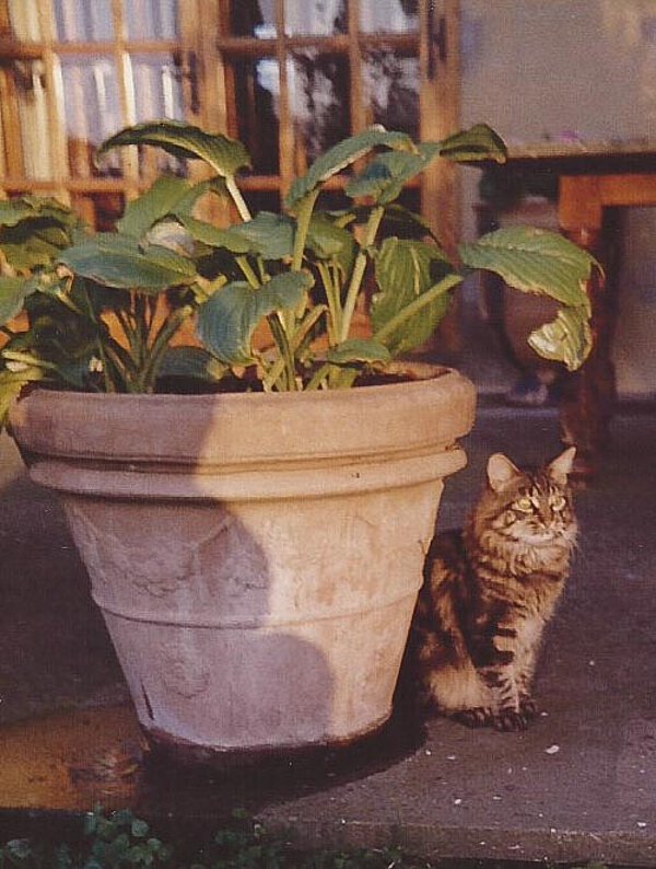 Katze "Battista" auf La Leprara, 1989