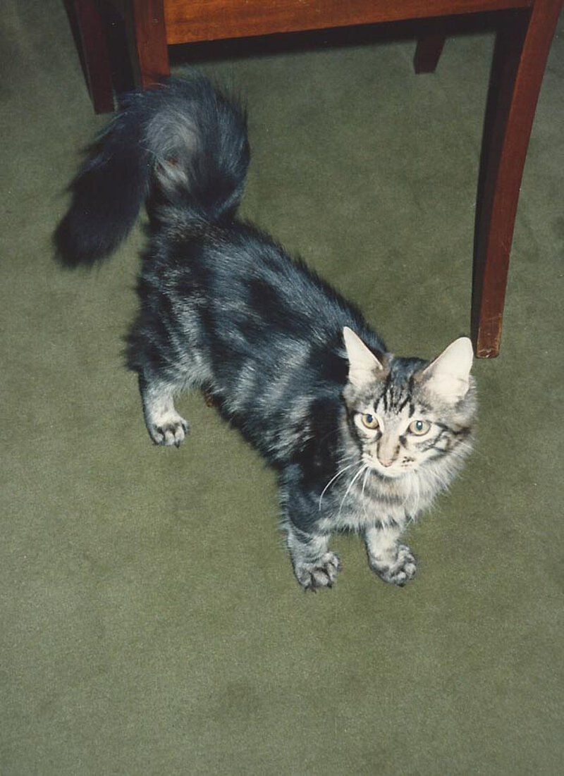 Katze "Salome" auf La Leprara, 1989