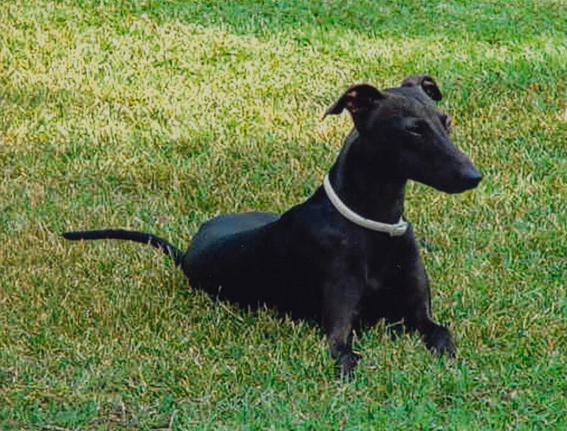 Italienisches Windspiel Belmonte auf La Leprara, 2006