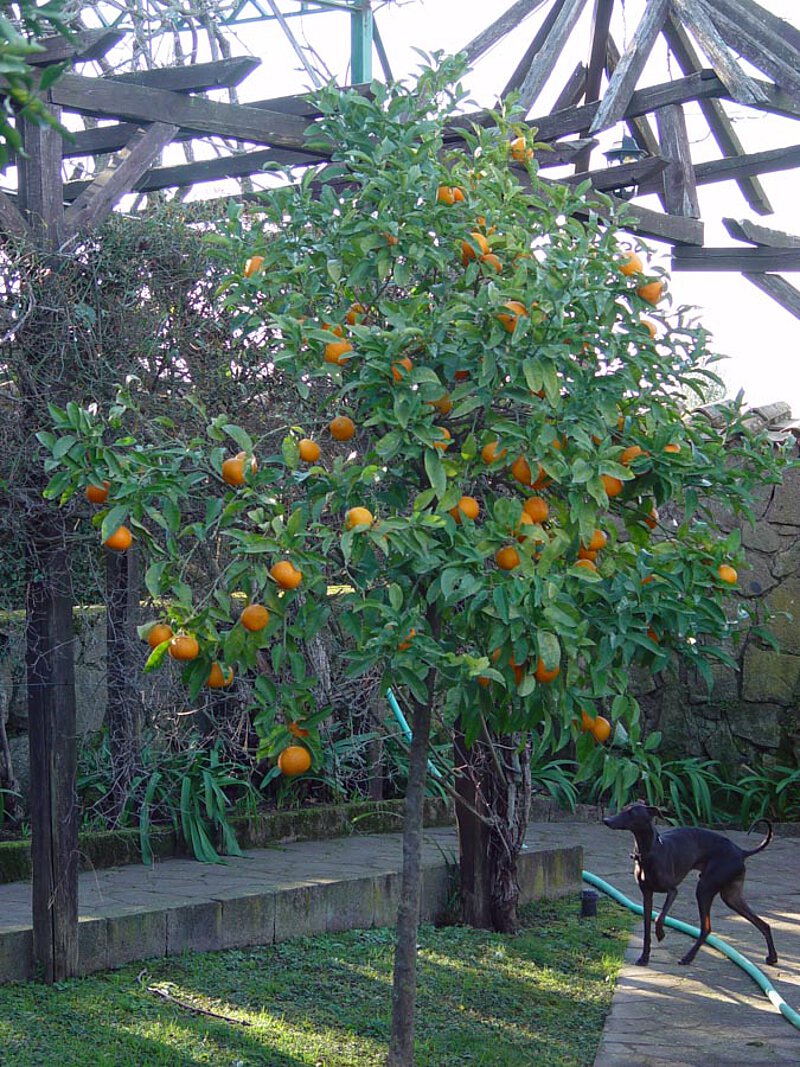 Im Garten von La Leprara, 2009