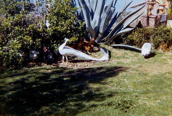 Weißer Pfau im Garten von La Leprara, 1972