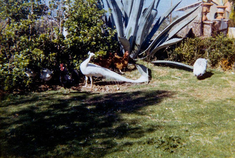 Weißer Pfau im Garten von La Leprara, 1972