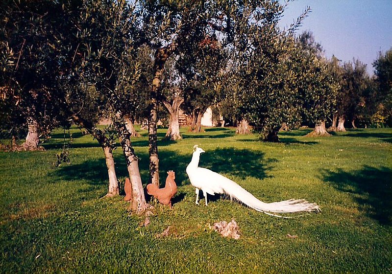 Weißer Pfau im Garten von La Leprara, 1995