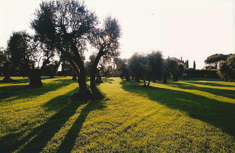 Der Olivenhain von La Leprara, 2002