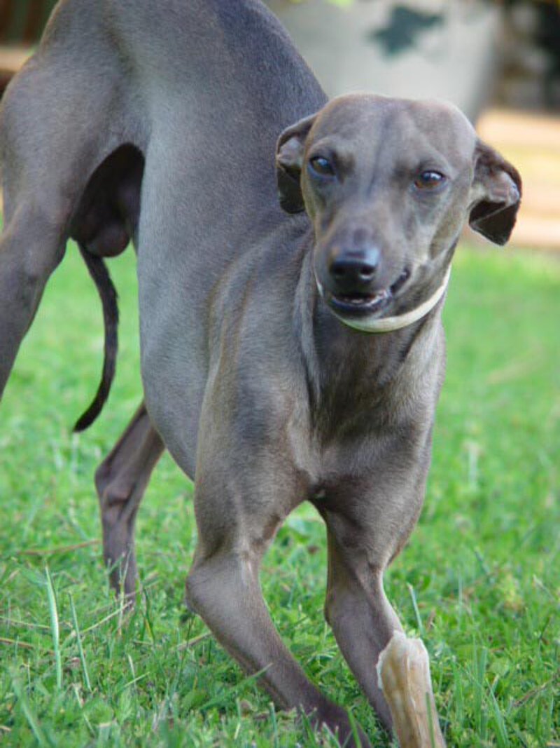 Windspiel Aristeo auf La Leprara, 2007