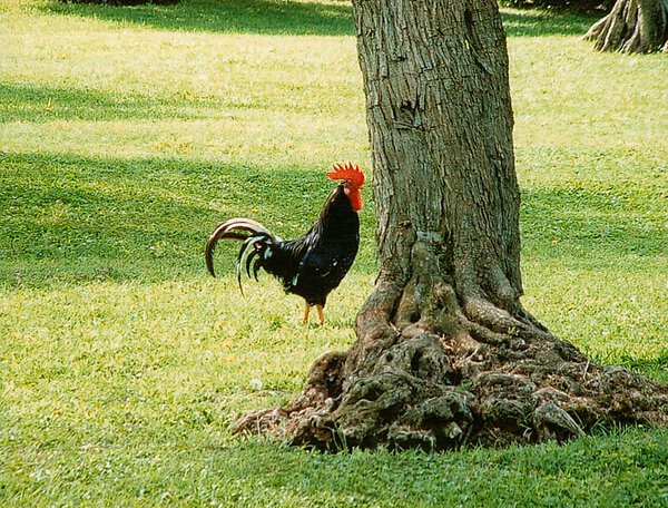 Gockel auf La Leprara, 2004
