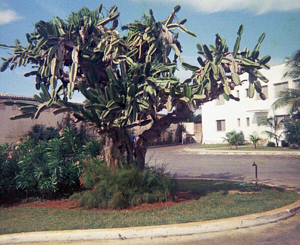 Isla de Pinos, Kuba 1969