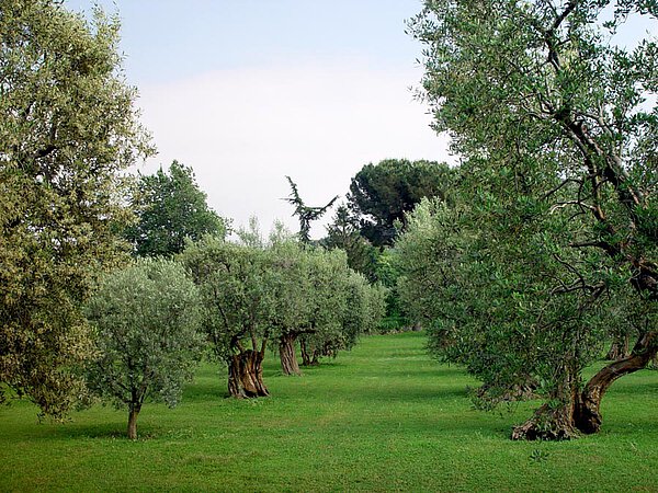 Olivengarten auf La Leprara, 2007