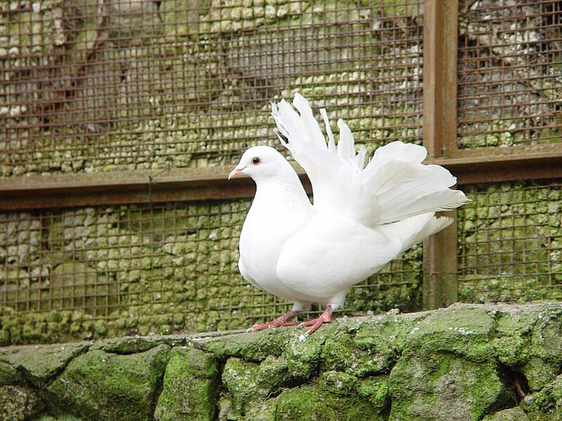 Pfauentaube in der Volière im Garten von La Leprara, 2011