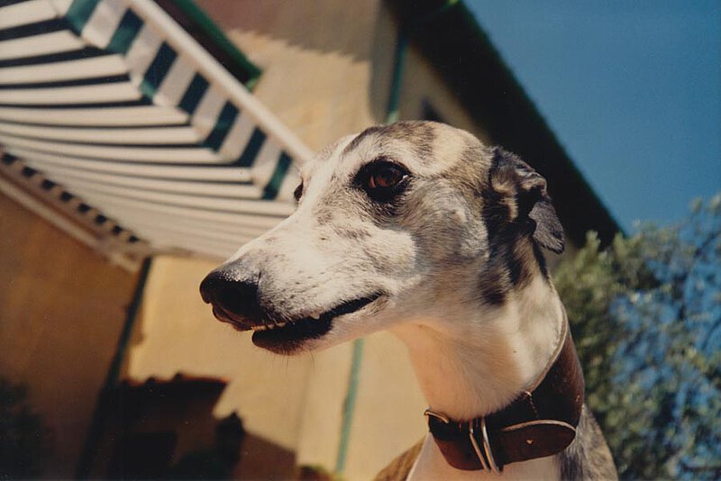 Whippet James auf La Leprara, 2000