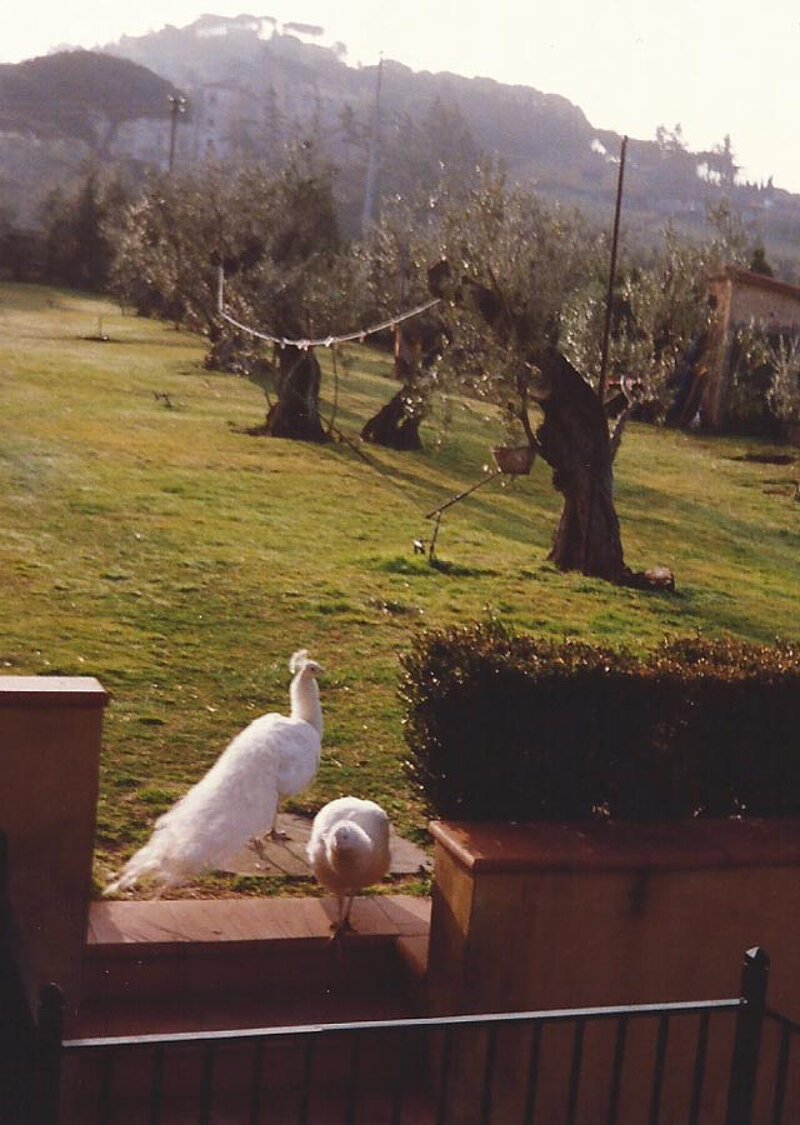 Weiße Pfauen im Garten von La Leprara, 1995