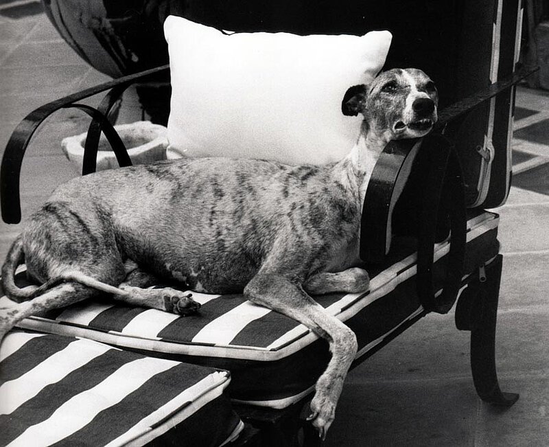 Whippet James auf La Leprara, 2000