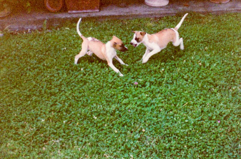 Nachwuchs von italienischen Windspielen auf La Leprara, 1998