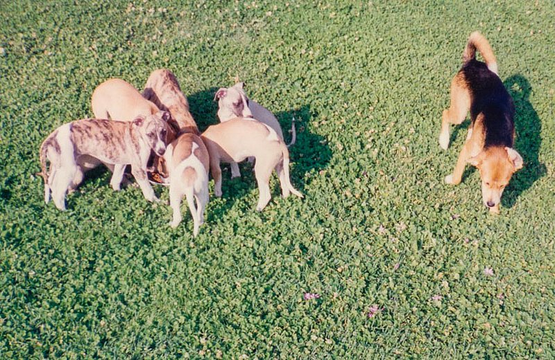 Nachwuchs von italienischen Windspielen und Rüde Svegliarino auf La Leprara, 1998