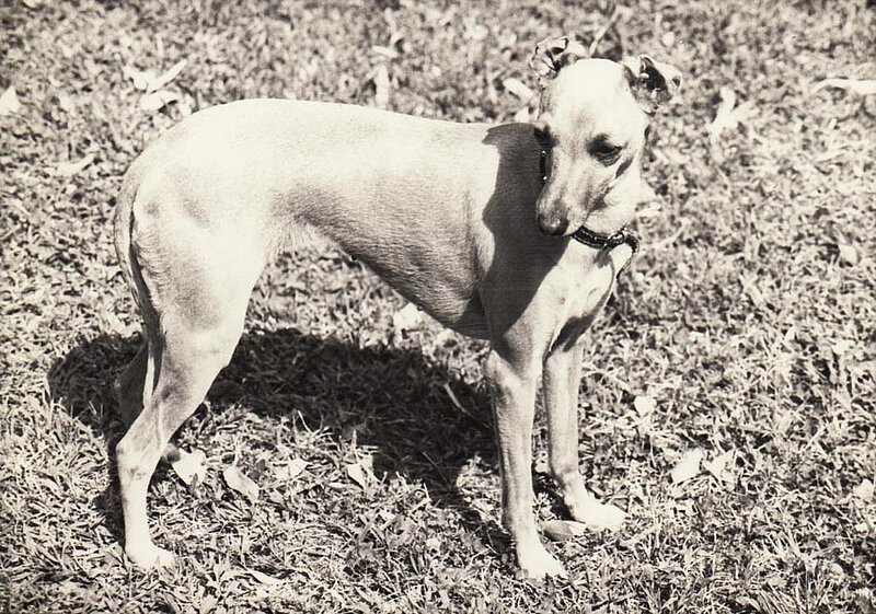 Windspiel "Dafne" auf La Leprara, 1966