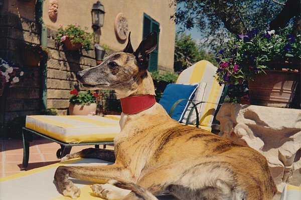 Whippet Dario auf La Leprara, 2000