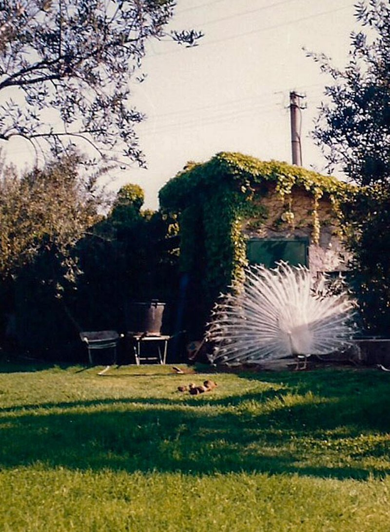 Weißer Pfau im Garten von La Leprara, 1995