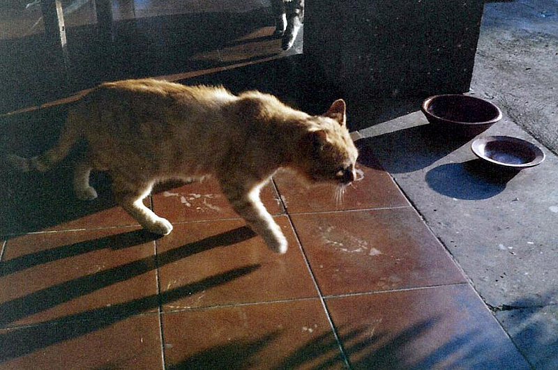 Katze "Minette" auf La Leprara, 1989