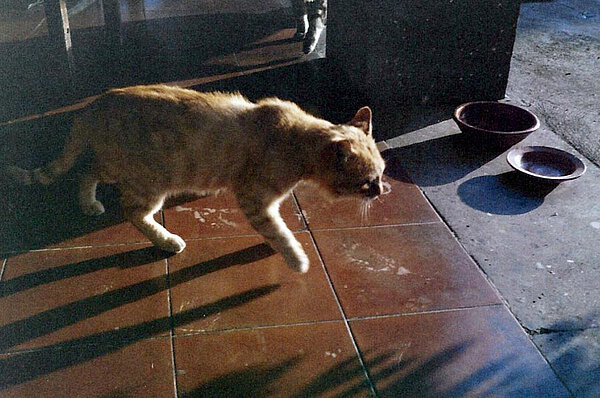 Katze "Minette" auf La Leprara, 1989