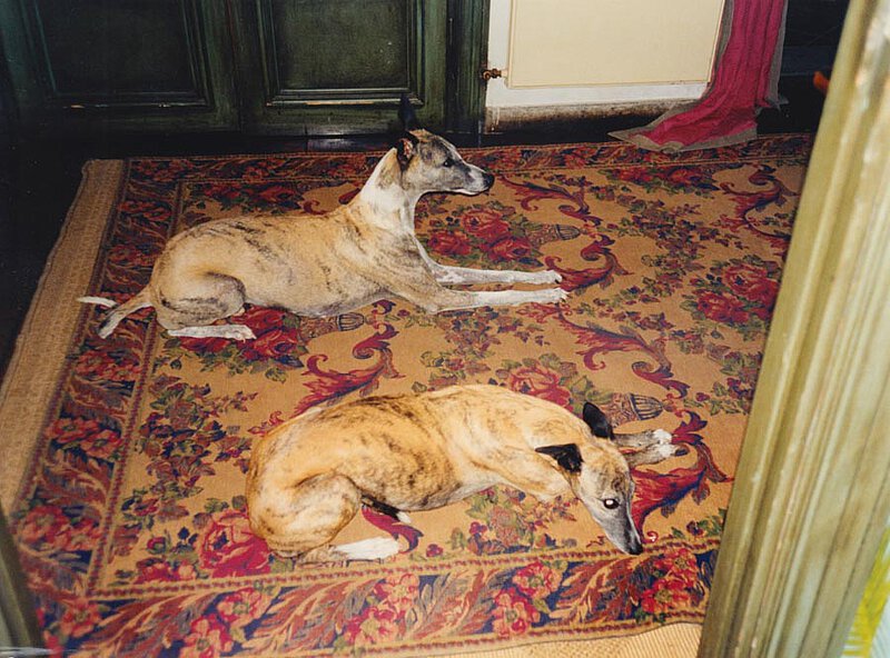 Windhunde James und Dario, La Leprara 2001