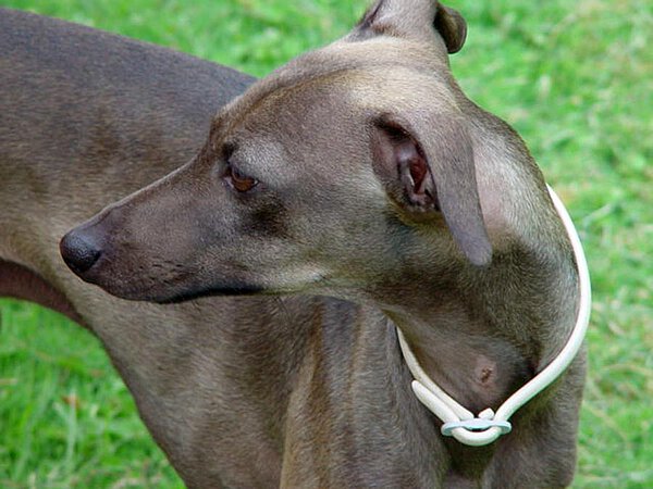 Whippet "Aristeo" nel giardino de La Leprara, 2007