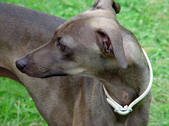 Whippet "Aristeo" nel giardino de La Leprara, 2007