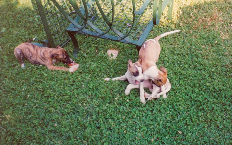 Nachwuchs von italienischen Windspielen mit der Mutter Anastasia auf La Leprara, 1998