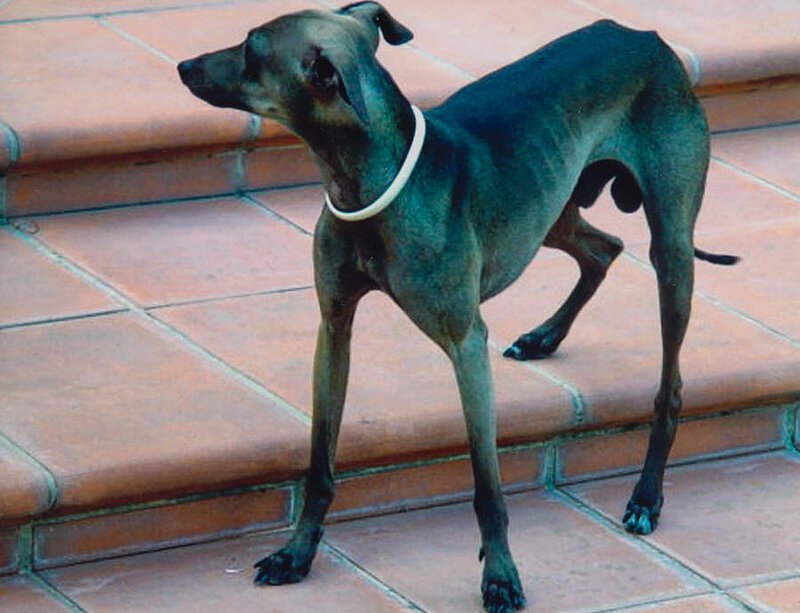 Italienisches Windspiel Belmonte auf La Leprara, 2006