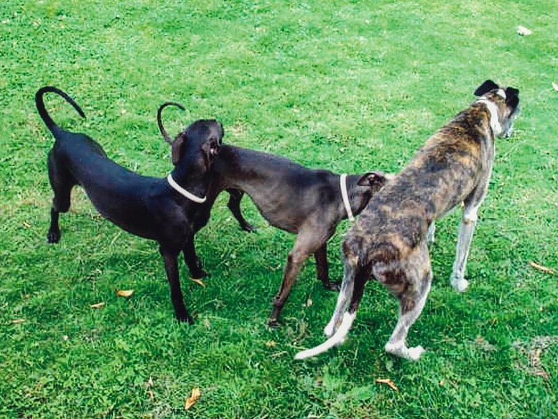 Die italienischen Windspiele Belmonte und Aristeo und Whippet Dario auf La Leprara, 2006